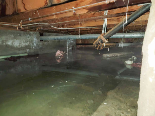 Best Professional water damage repair  in Adel, IA
